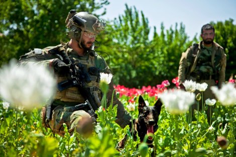 A U.S. Marine Corps Special Operations team member and his military working dog, Wilbur, maintain security from a field for Afghan army forces helping Afghan local police build a checkpoint in Helmand province, Afghanistan, April 3, 2013. (Photo by Sgt. Pete Thibodeau)